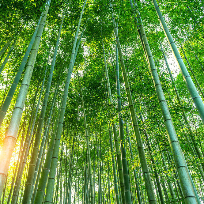 bamboo-forest-nature-background