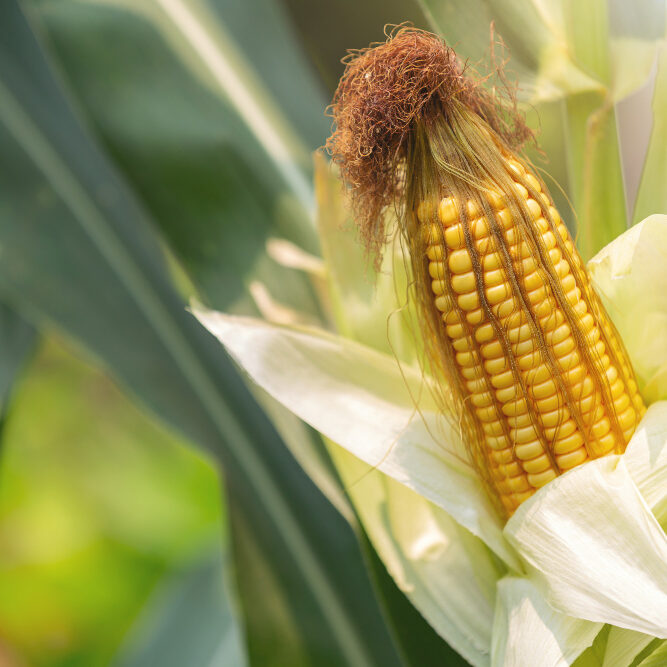 corn-stalk-ready-harvest-field