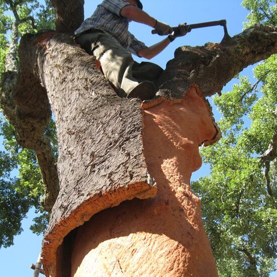 harvesting a cork tree