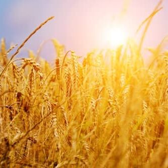 wheat-wisp-sunset (1)